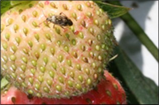 Tarnished plant bug on strawberry fruit (photo by Gladys)
