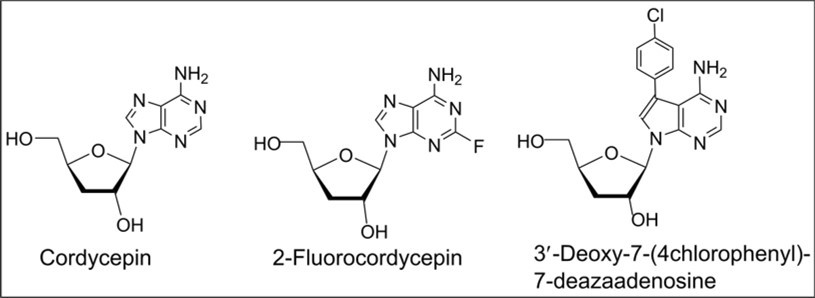 Figure 1. Biologically active purine 3′-deoxyribonucleosides