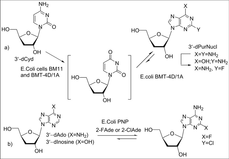 Scheme 2. Previous enzymatic syntheses of purine 3'-deoxyribonucleosides