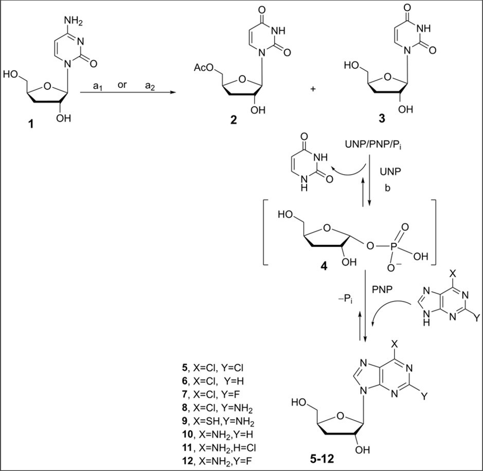 Scheme 3. Synthesis of 3'-deoxyuridine via the deamination reaction and purine modified 3'-deoxyribonucleosides using the enzymatic transglycosylation reactions. Reagents and conditions. a1) 1, NaNO2/CH3COOH, rt, 96 h, 2 (5%) and 3 (40%); a2) 1, NaNO2/50% aq.CH3COOH, rt, 24 h, then 40 0C, 30 min, 3 (52%); b) 2,6-disubstituted purine, 3′-deoxyuridine (3) (mol ratio 1:1.0-2.0), 10 mM potassium phosphate buffer (pH 7.4), UP and PNP E.coli, 40 0C, 48-72 h, purine 3'-deoxyribonucleosides 5-12, 24%-84%.