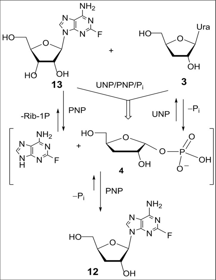 Scheme 4. Chemoenzymatic synthesis of 2-fluorocordycepin from 2-fluoroadenosine and 3'-deoxyuridine. Reagents and conditions. 2-Fluoroadenosine (13), 3′-deoxyuridine (3) (mol. ratio 1:1.82), 5 mM phosphate buffer (pH 7.2), UP E.coli (5600 units) and PNP E.coli (7000 units), 40 0C, 72 h, CC on silica gel, 2-flurocordycepin (12), 57%.