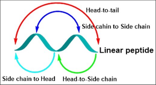 Figure 2. Types of cyclic peptides