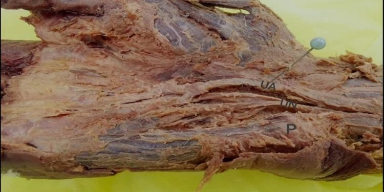 International Journal of Human Anatomy-Ulnar nerve